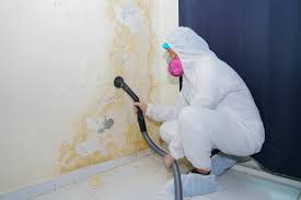 Why You Should Choose Our Mold Remediation Services in Green Valley, AZ